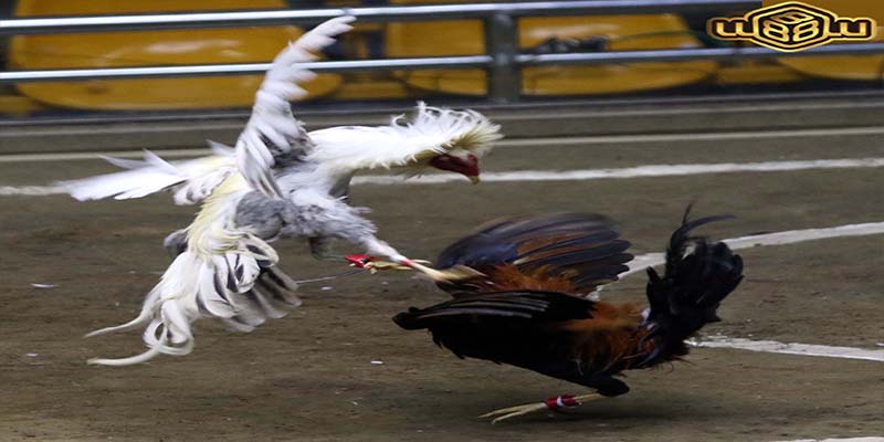 Tips for Cockfighting with Knife Spurs